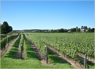 Long Island Vineyard Tours