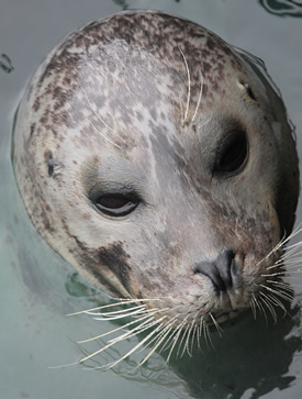 Long Island Seal Watching