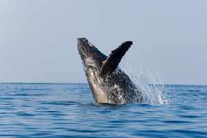 Long Island Whale Watching